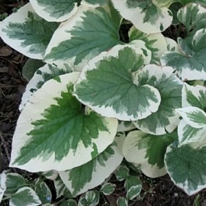 Brunnera / Brunera VARIEGATA