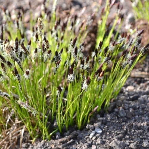 Carex montana / Kalninė viksva