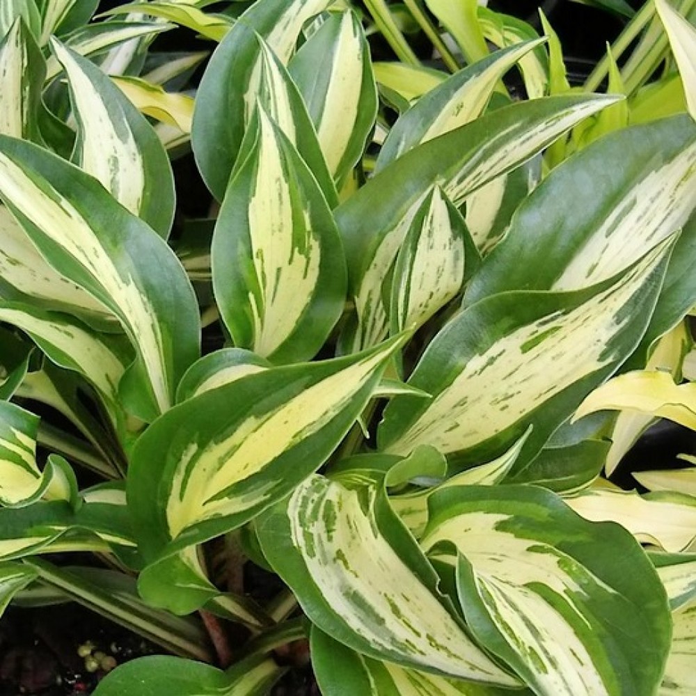 Hosta / Melsvė CHICKADEE