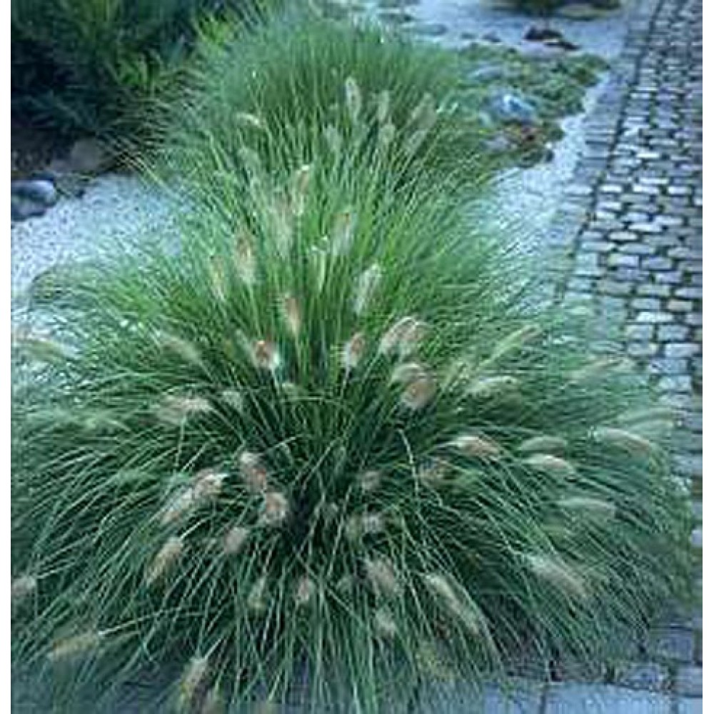 Pennisetum / Soruolė LITTLE BUNNY