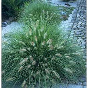 Pennisetum / Soruolė LITTLE BUNNY