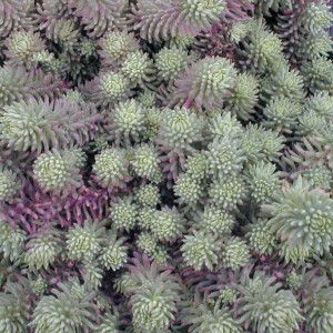 Sedum fors. elegans / Šilokas