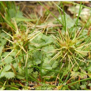 Acaena microphylla / Smulkialapė acena