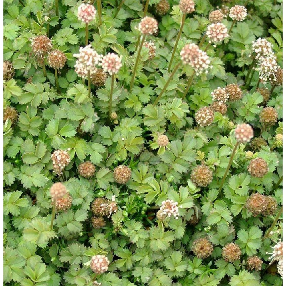Acaena microphylla / Smulkialapė acena