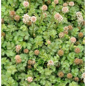 Acaena microphylla / Smulkialapė acena