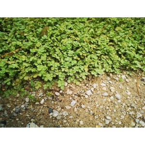 Acaena microphylla / Smulkialapė acena