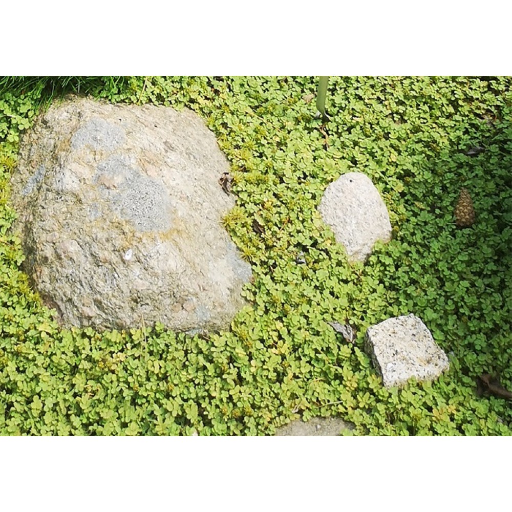 Acaena microphylla / Smulkialapė acena