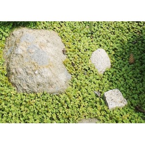 Acaena microphylla / Smulkialapė acena