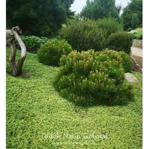 Acaena microphylla / Smulkialapė acena