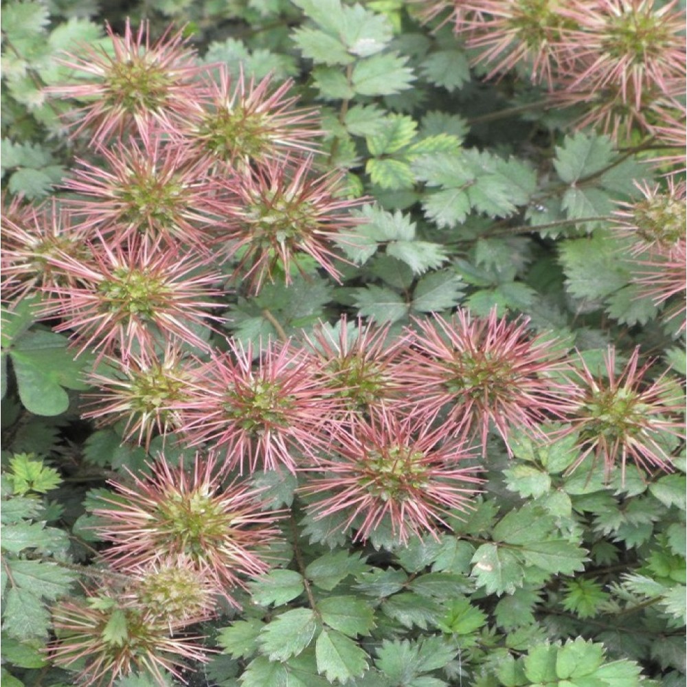 Acaena microphylla / Smulkialapė acena