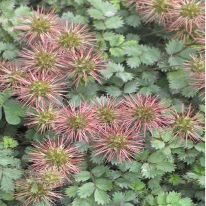 Acaena microphylla / Smulkialapė acena