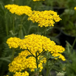 Achillea / Kraujažolė DESERT EVE™ YELLOW