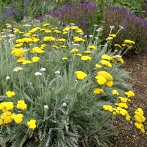 Achillea / Kraujažolė SCHWELLENBURG