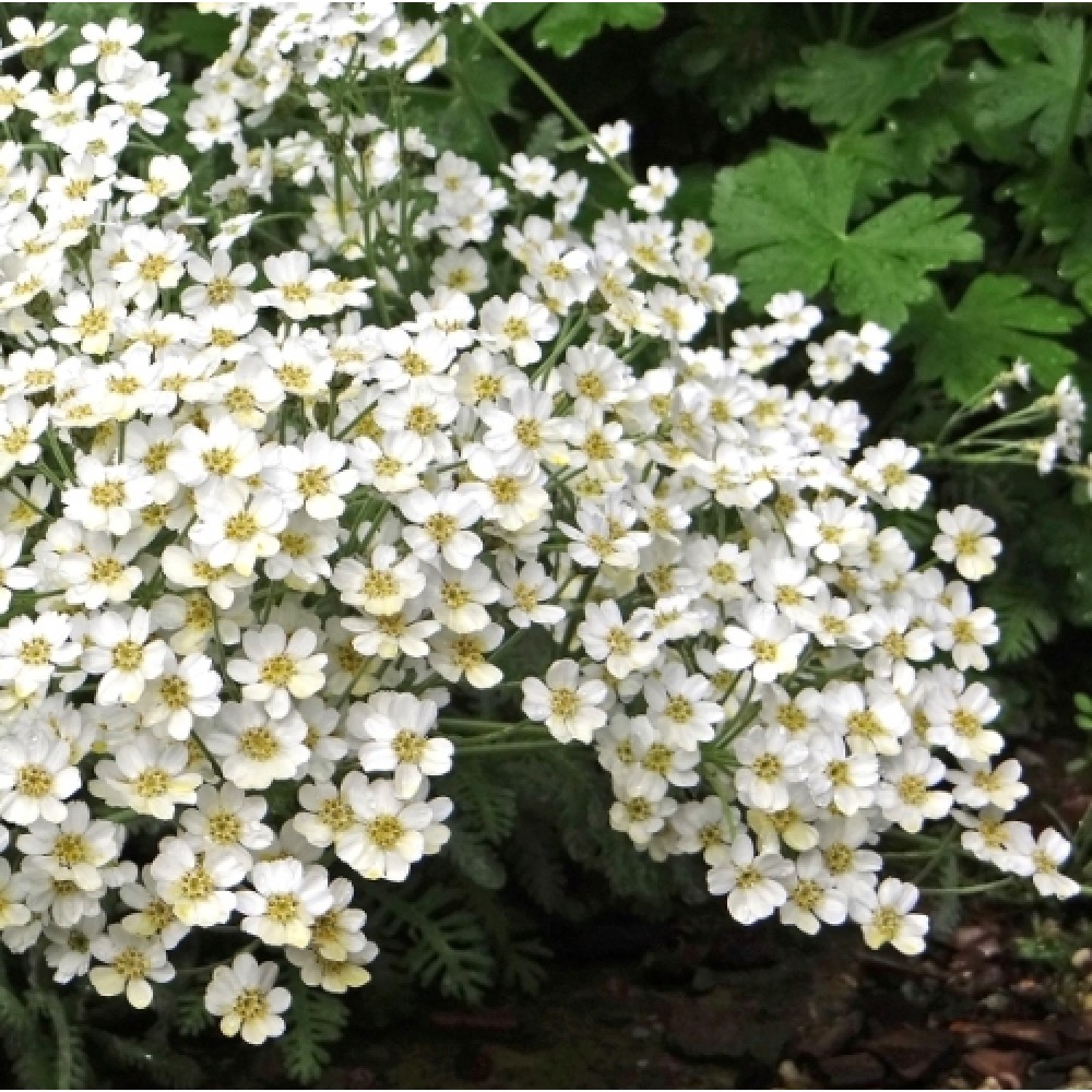 Achillea umbellata / Skėtinė kraujažolė
