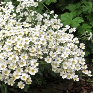 Achillea umbellata / Skėtinė kraujažolė