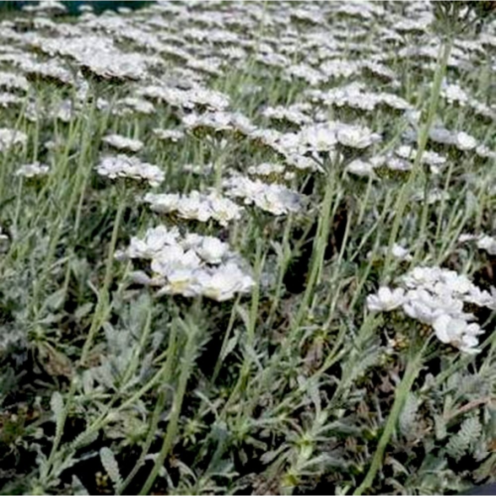Achillea umbellata / Skėtinė kraujažolė