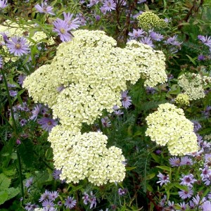 Achillea / Kraujažolė ALABASTER