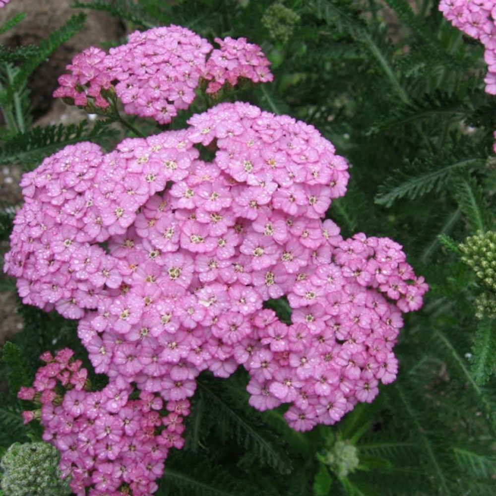 Achillea / Kraujažolė APPLEBLOSSOM