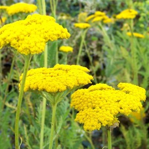 Achillea / Kraujažolė CLOTH OF GOLD