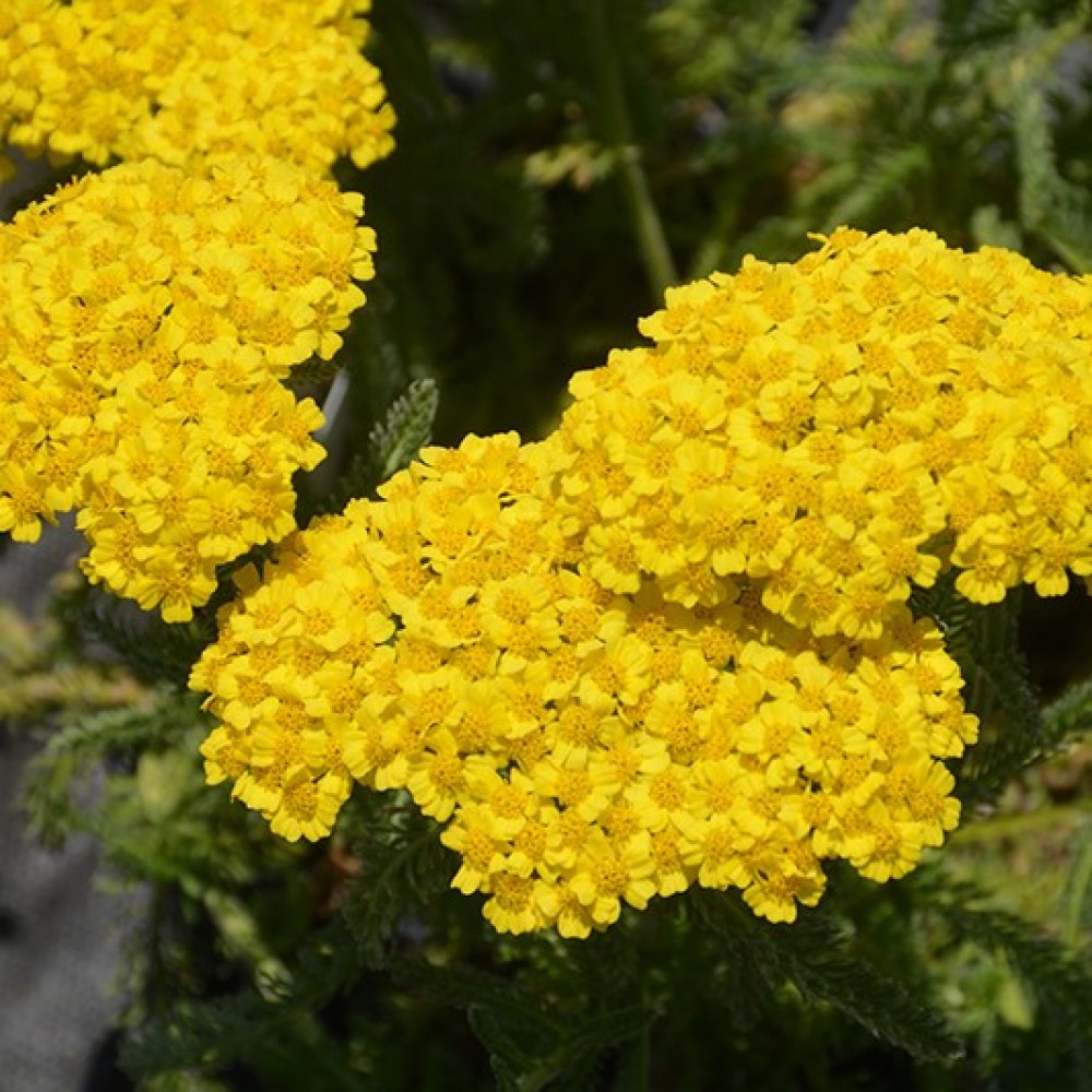Achillea / Kraujažolė DESERT EVE™ YELLOW