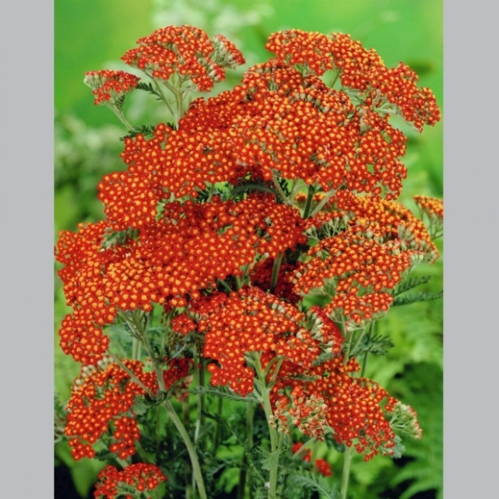 Achillea / Kraujažolė FEUERLAND