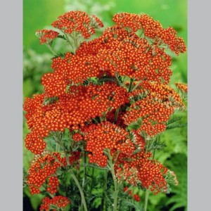 Achillea / Kraujažolė FEUERLAND
