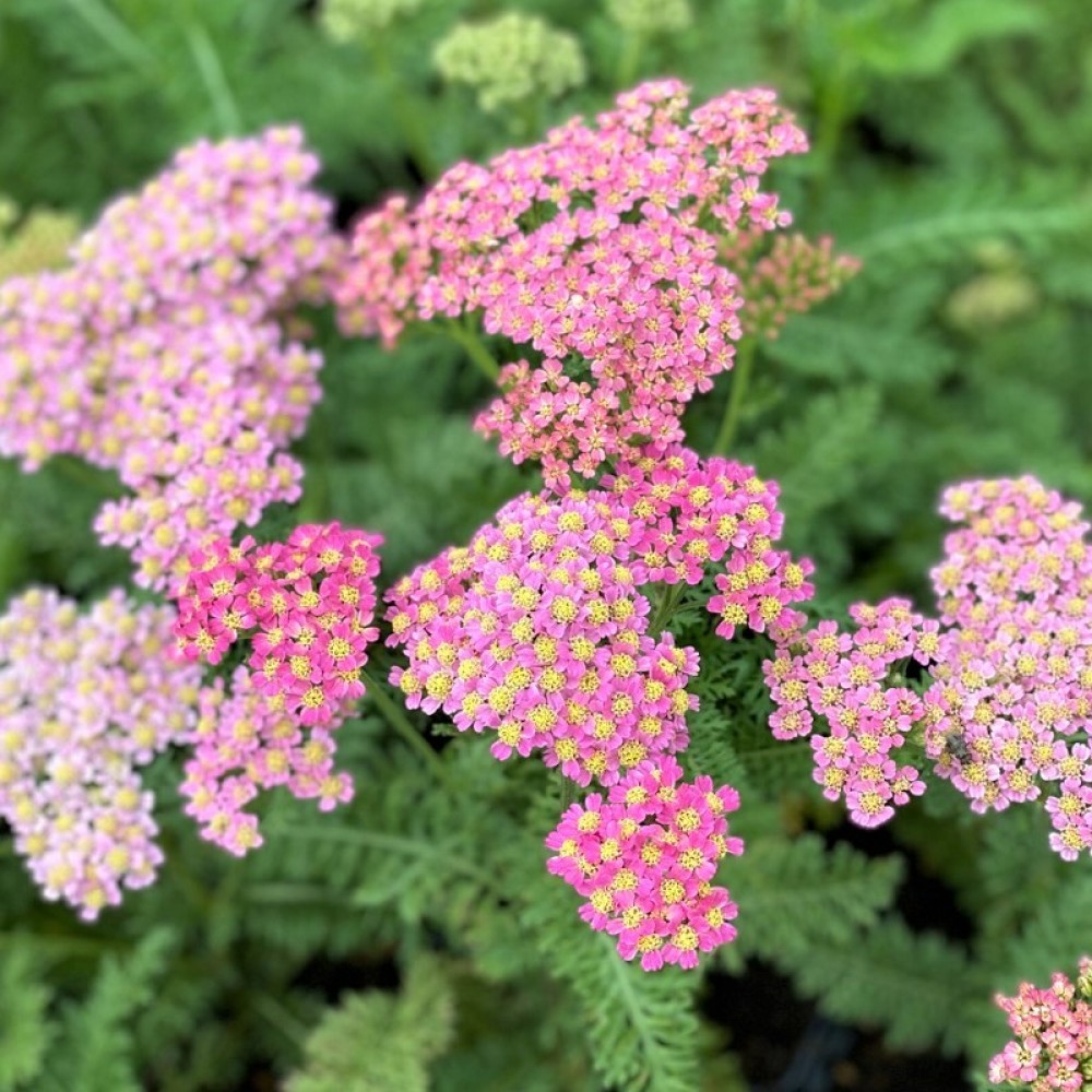Achillea / Kraujažolė MILLY ROCK PINK