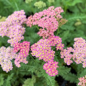 Achillea / Kraujažolė MILLY ROCK PINK
