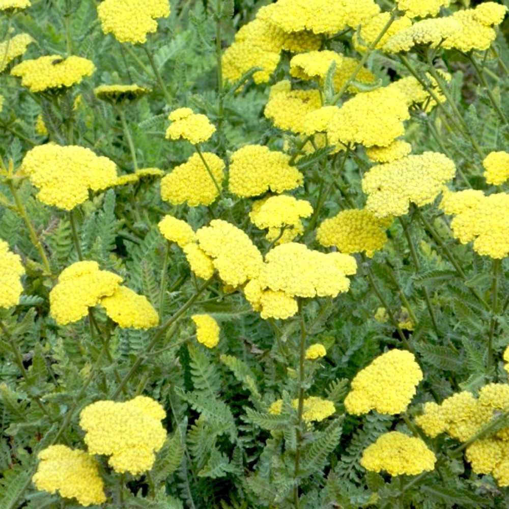 Achillea / Kraujažolė SCHWELLENBURG