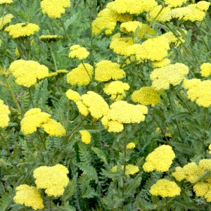 Achillea / Kraujažolė SCHWELLENBURG
