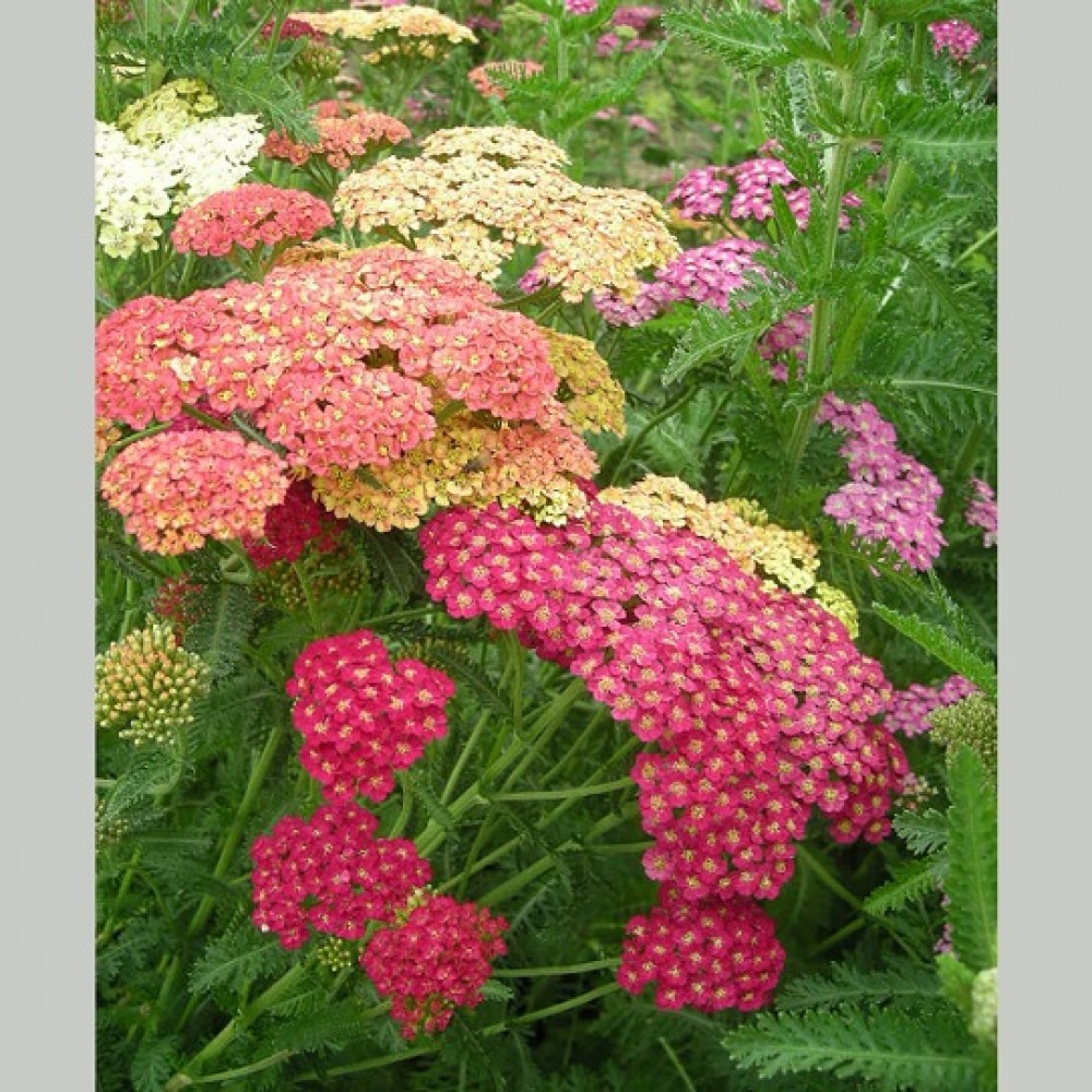 Achillea / Kraujažolė SUMMER PASTELS