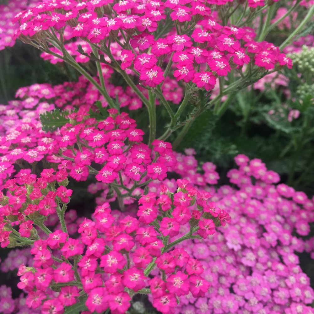 Achillea / Kraujažolė TUTTI FRUTTI™ PINK GRAPEFRUIT