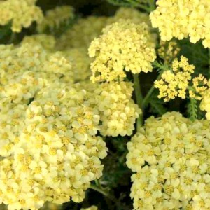 Achillea / Kraujažolė YELLOW BOUQUET