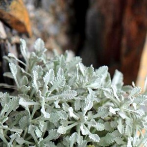 Achillea umbellata / Skėtinė kraujažolė