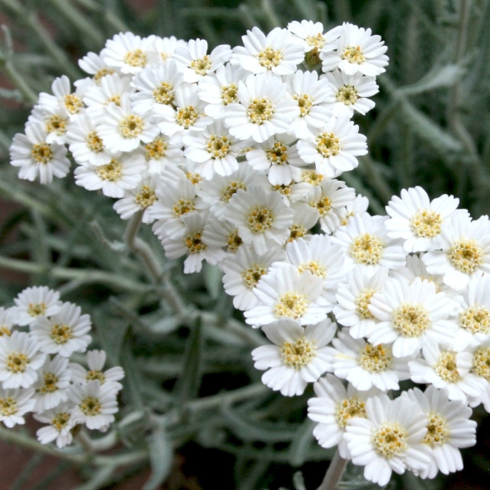 Achillea x kellereri / Kraujažolė