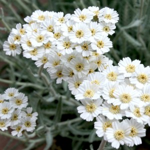Achillea x kellereri / Kraujažolė