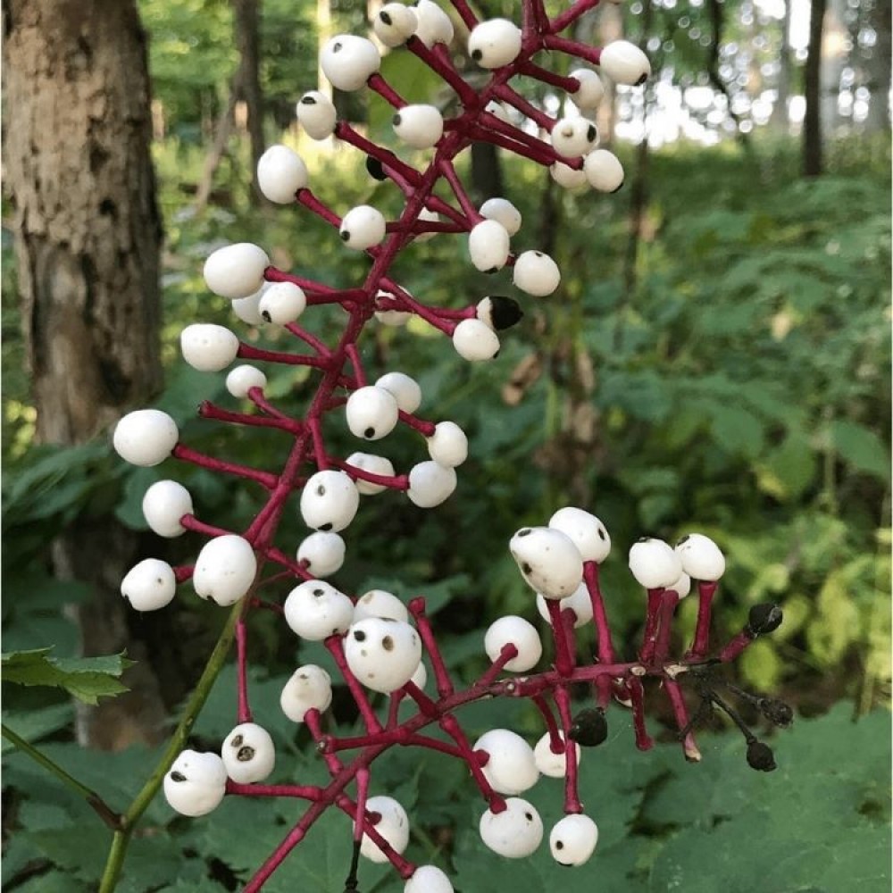 Actaea / Juodžolė MISTY BLUE