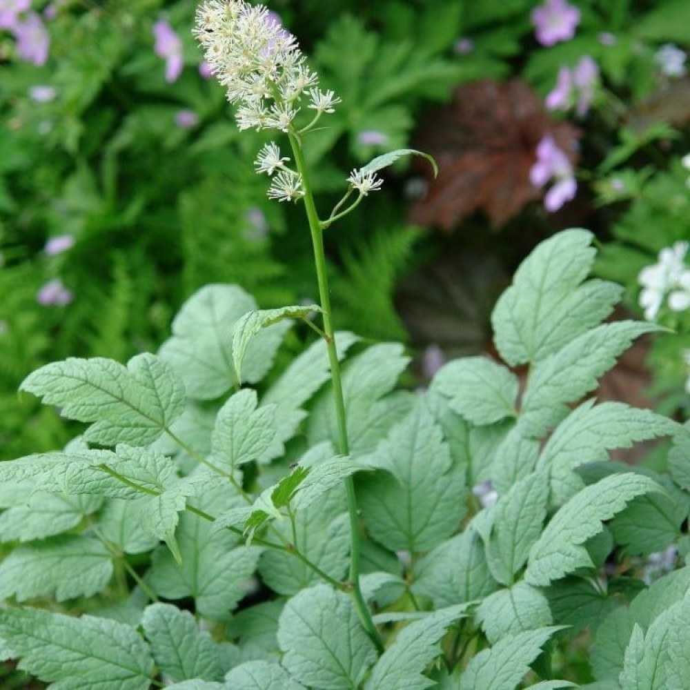 Actaea / Juodžolė MISTY BLUE