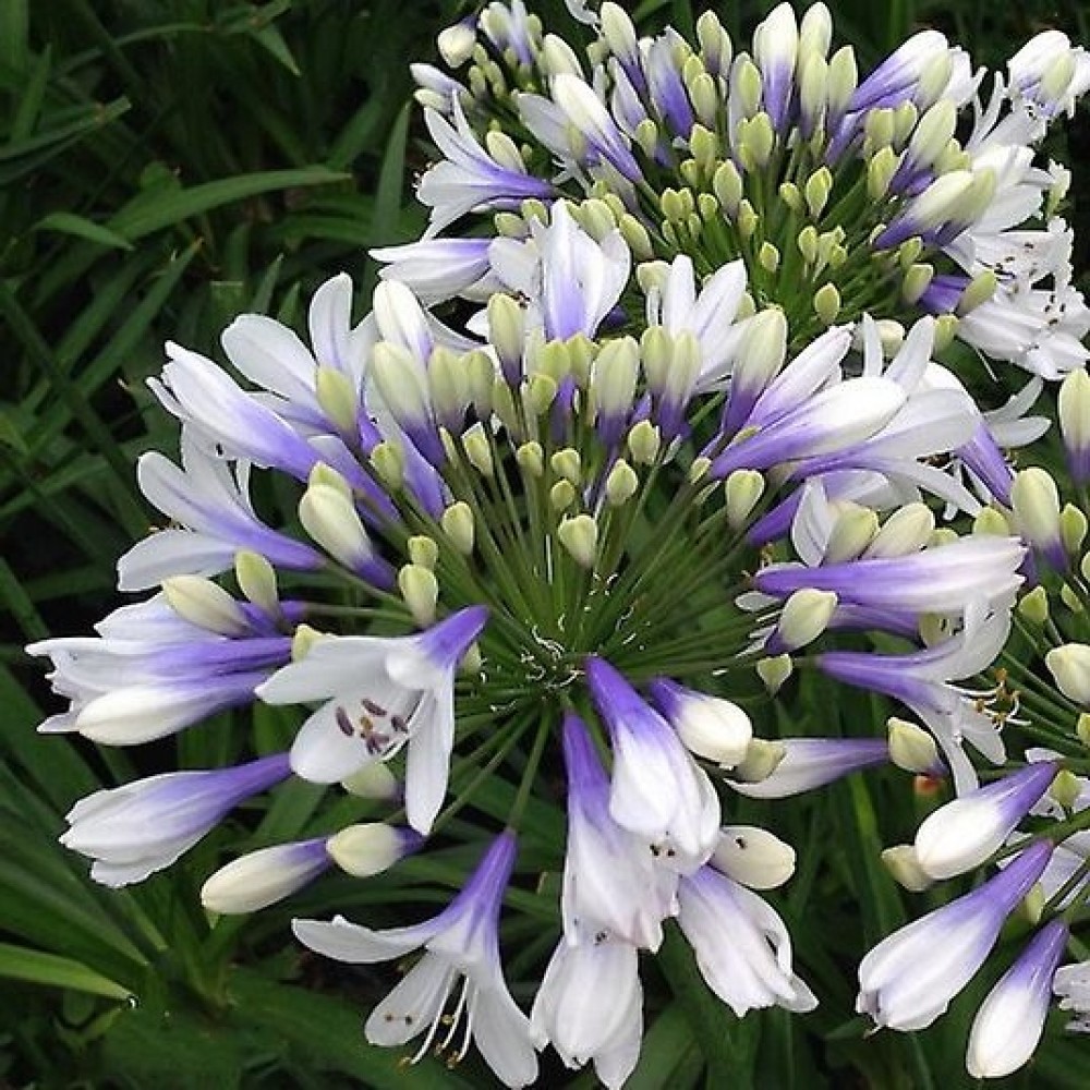 Agapanthus / Agapantas ENIGMA