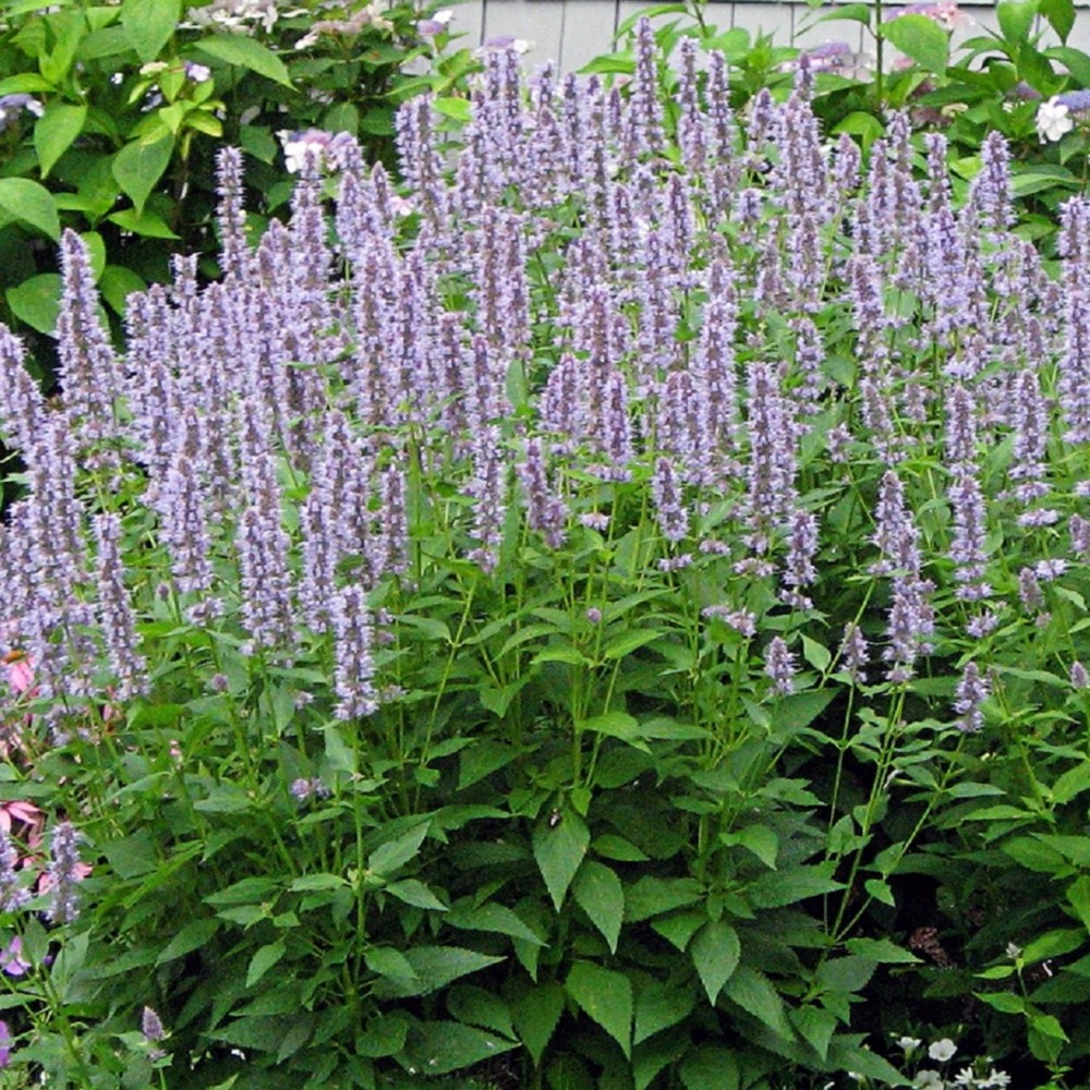 Agastache / Kinmėtė BLUE FORTUNE