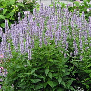 Agastache / Kinmėtė BLUE FORTUNE