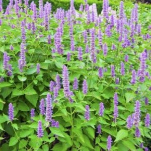 Agastache / Kinmėtė BLUE FORTUNE
