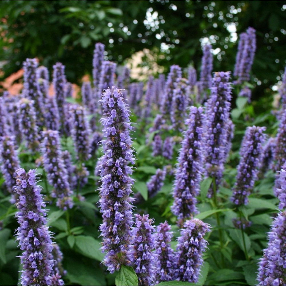 Agastache foeniculum / Anyžinis lofantas (Kinmėtė)