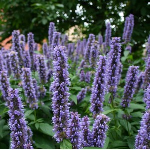 Agastache foeniculum / Anyžinis lofantas (Kinmėtė)