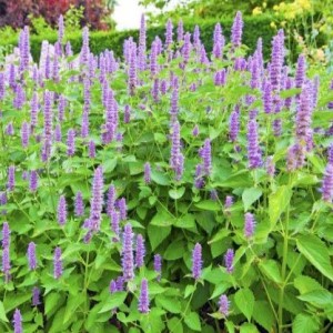 Agastache / Kinmėtė BLUE FORTUNE