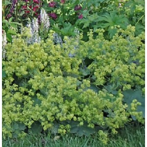 Alchemilla mollis / Švelnioji rasakila