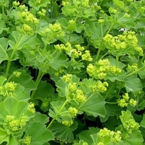 Alchemilla mollis / Švelnioji rasakila