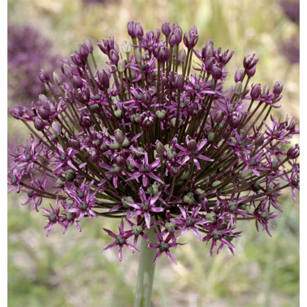Allium / Česnakas - FIRMAMENT