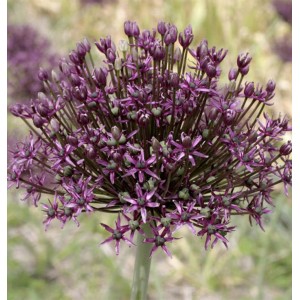 Allium / Česnakas - FIRMAMENT