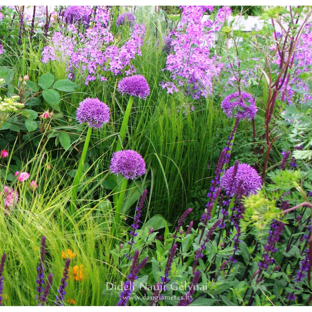 Allium / Česnakas PURPLE SENSATION - 150 vnt.